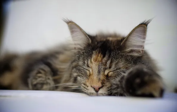 Картинка кошка, спит, лежит, трехцветная, пятнистая