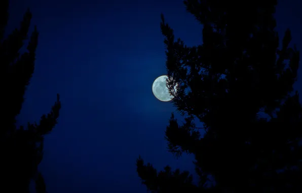 Картинка небо, ночь, луна, силуэты