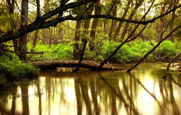 Картинка вода, деревья, природа, река, красота, леса, реки
