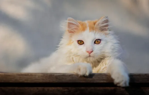 Кошка, белый, кот, взгляд, свет, поза, котенок, фон