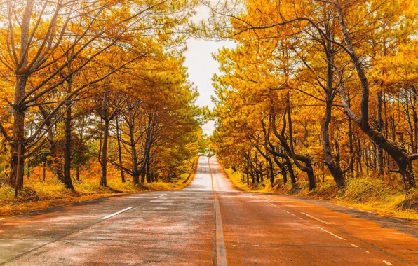 Картинка осень, лес, парк, аллея