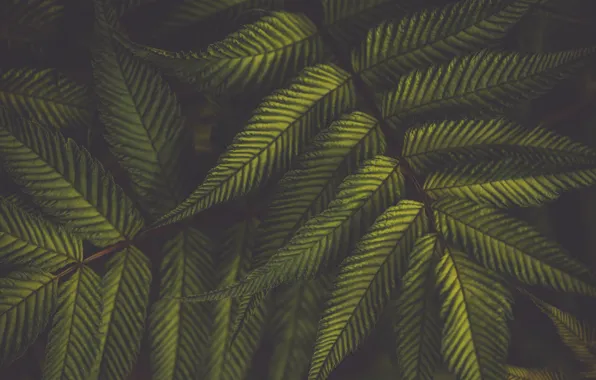 Картинка листья, зеленый, растение