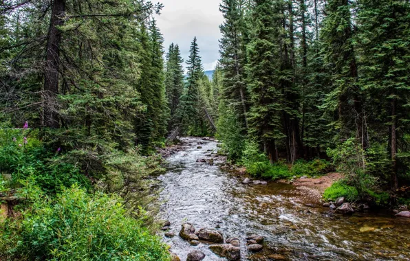 Картинка лес, деревья, пейзаж, река