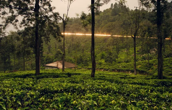 Зелень, деревья, тропики, кусты, Шри-Ланка