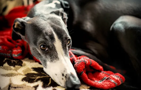 Взгляд, друг, собака