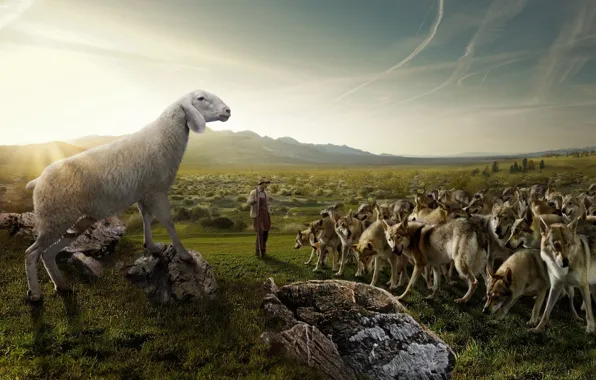 Картинка поле, небо, природа, камни, юмор, стая, пастух, овца