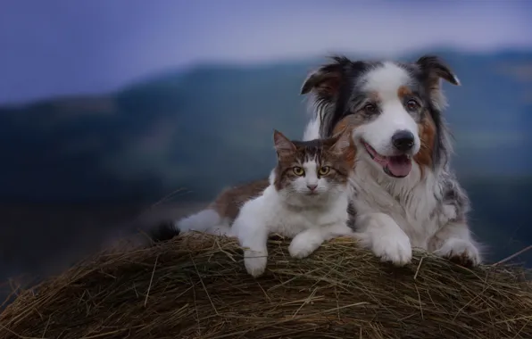 Картинка кошка, собака, сено, друзья, Австралийская овчарка