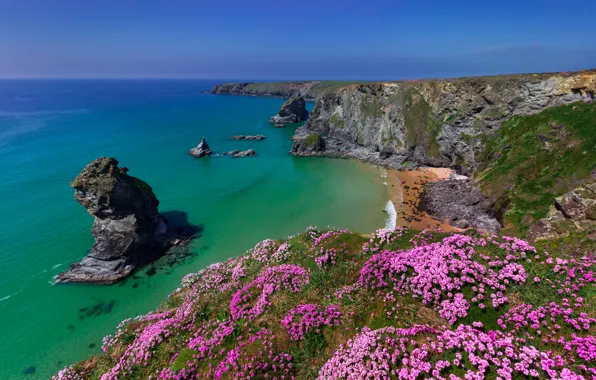 Картинка море, цветы, скалы, побережье, Англия, England, Корнуолл, Cornwall