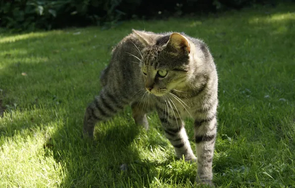 Картинка кошка, трава, серая, полосатая