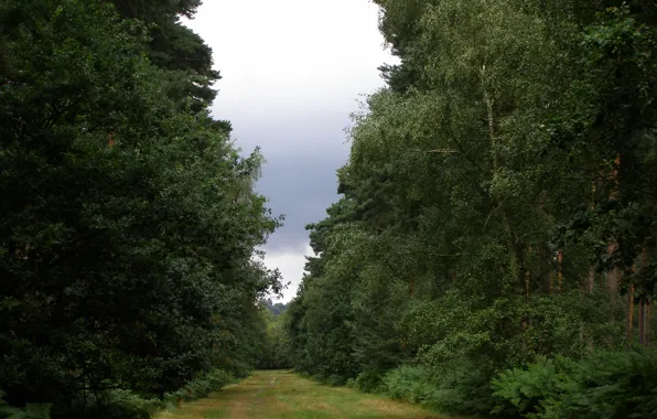 Картинка лес, природа, дорожка, forest, Nature, trees, path