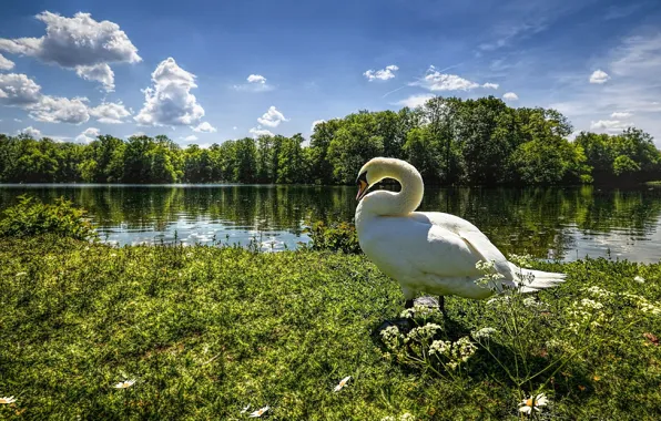 Картинка небо, трава, облака, деревья, озеро, река, лебедь, гусь