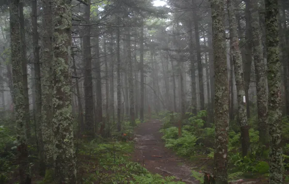 Картинка лес, деревья, природа, туман, США, тропинка, Green Mountain National Forest‎