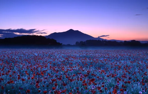 Sunrise, poppy field, dew drops