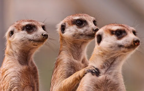 Animals, africa, three, wildlife, mammal, family, meerkats