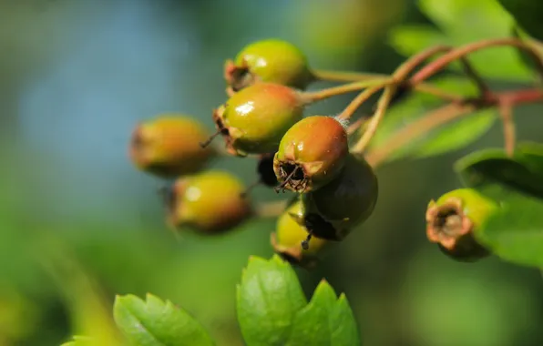 Leafs, fruit, twig