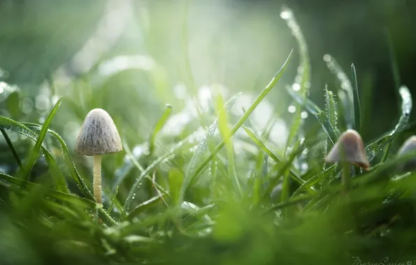 Картинка трава, капли, макро, зеленый, роса, грибы