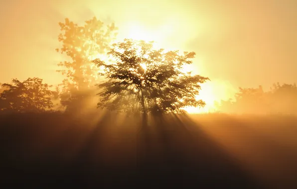 Картинка солнце, деревья, утро