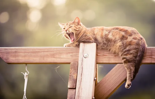 Кошка, кот, поза, забор, мордашка