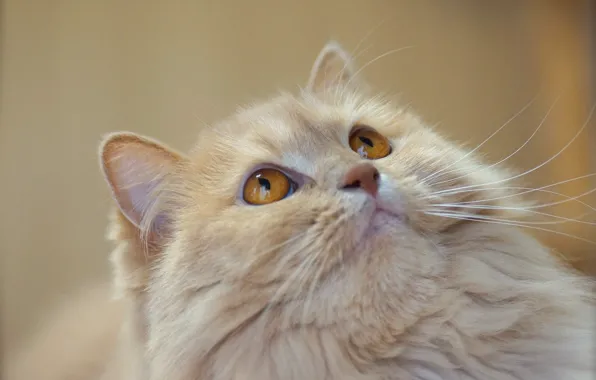 Кошка, кот, взгляд, фон, котик, светлый, пушистый, персиковый