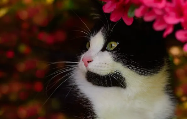 Кошка, кот, морда, цветы, фон, черно-белый, портрет, сад