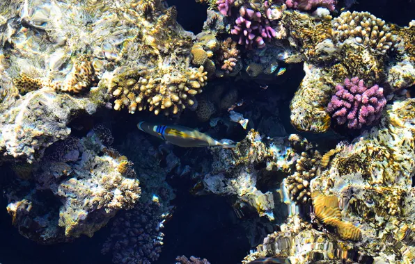 Вода, рыбы, кораллы, красное море