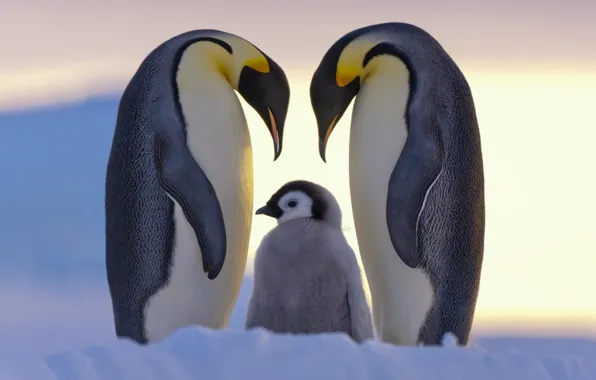 Снег, пингвины, семья, север