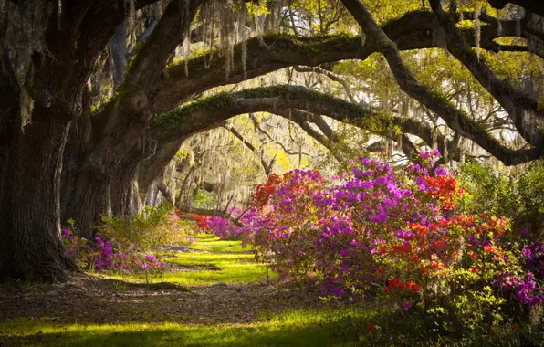 Деревья, цветы, Южная Каролина, США, штат, Чарльстон
