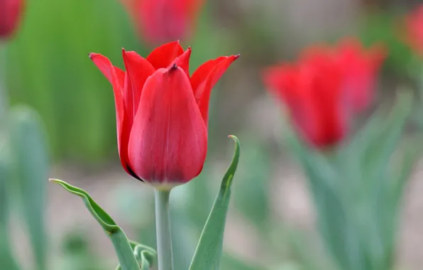 Картинка макро, природа, лепестки, тюльпаны