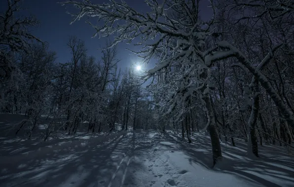Картинка зима, дорога, лес, свет, снег, ночь, луна