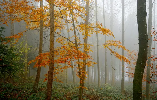 Картинка осень, лес, листья, деревья, туман