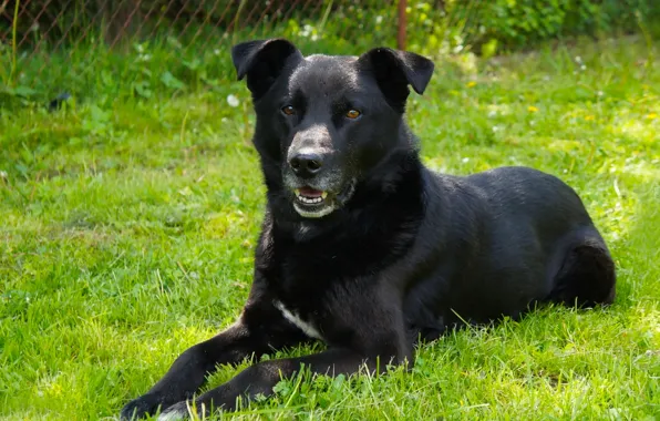 Dark, dog, lying