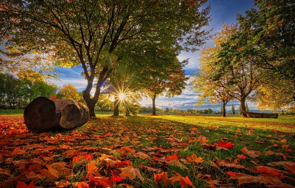 Картинка осень, деревья, парк, Германия, бревно, опавшие листья