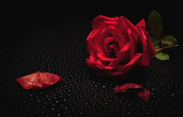 Роса, роза, красная роза, чёрный фон, капли воды