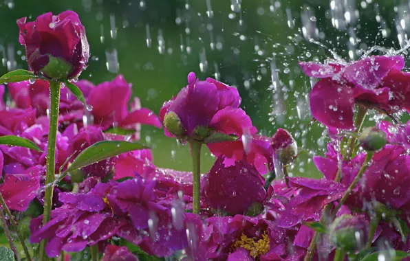 Картинка цветок, капли, макро, цветы, дождь, поляна, стебель, flower
