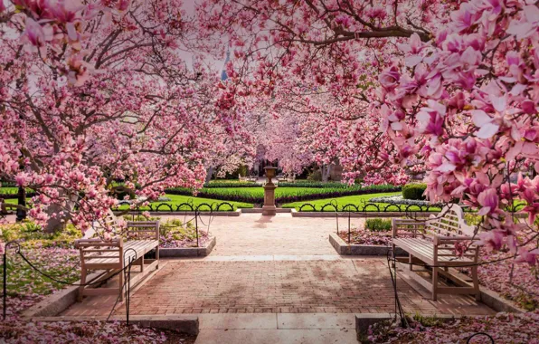 Картинка вишня, Вашингтон, США, цветение, Национальная аллея