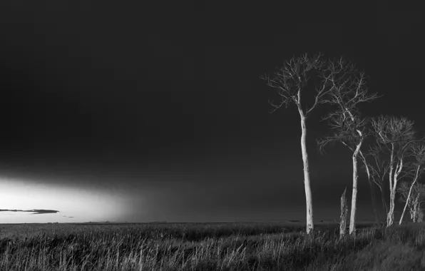 Картинка поле, деревья, ночь