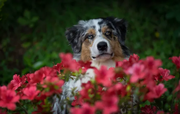 Цветы, портрет, собака, аусси