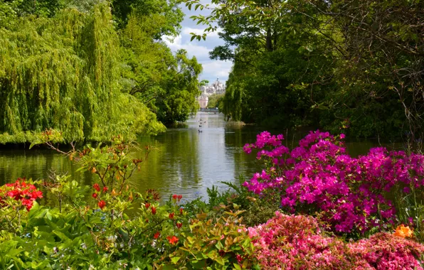 Картинка деревья, озеро, парк, Англия, Лондон, кусты, London, England