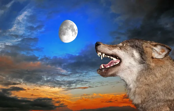 Картинка небо, луна, волк, пасть, клыки, оскал