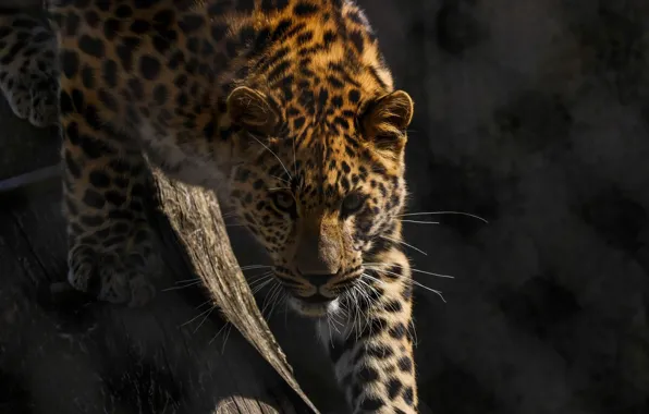 Морда, хищник, решётка, дикая кошка, смотрит, зоопарк, амурский леопард