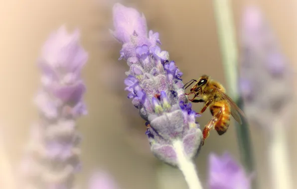 Картинка цветы, пчела, размытость, лаванда