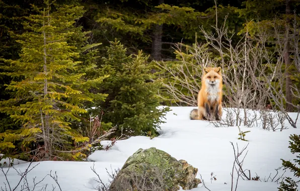 Картинка fox, winter, snow