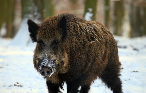 Картинка forest, nature, winter, snow, animal, tusks, brown wild boar