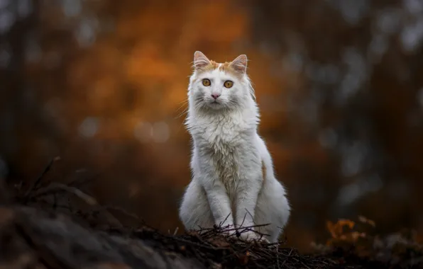 Осень, кошка, кот, взгляд, ветки, природа, поза, мордашка