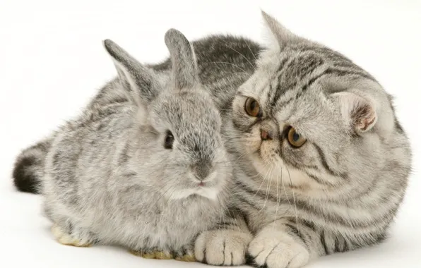 Котенок, кролик, серые