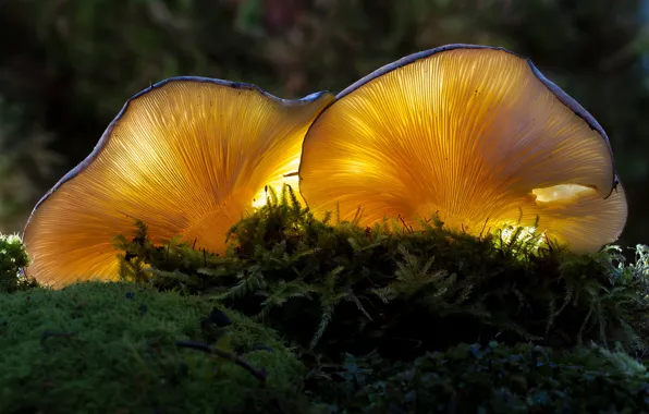 Картинка грибы, мох, боке