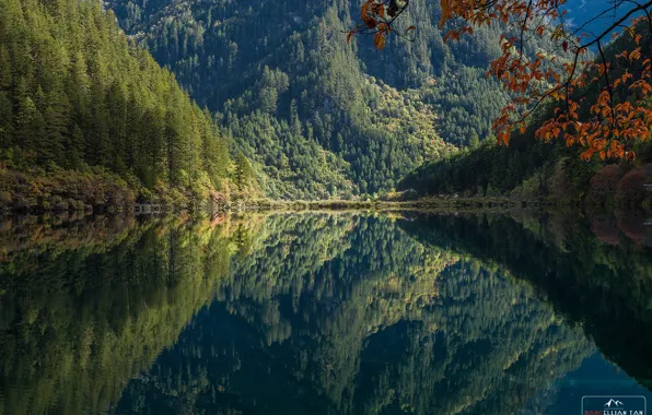 Картинка лес, деревья, горы, озеро, отражение, утро