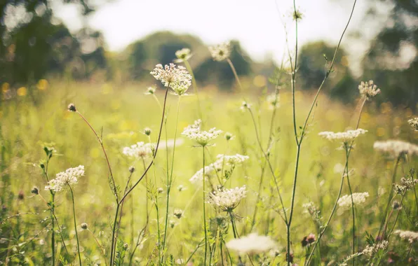Картинка поле, лето, трава, цветы