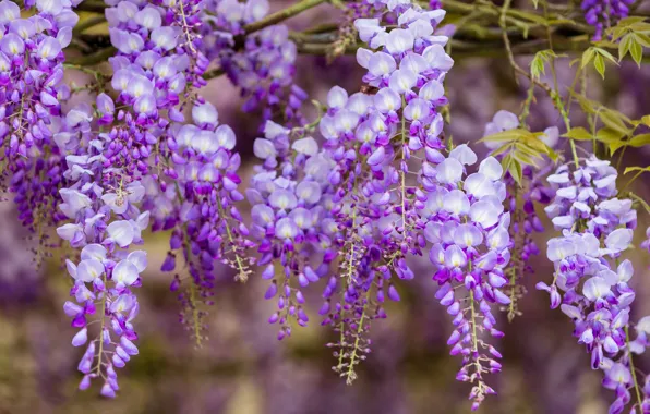 Как сделать красивые фотографии весенних цветов