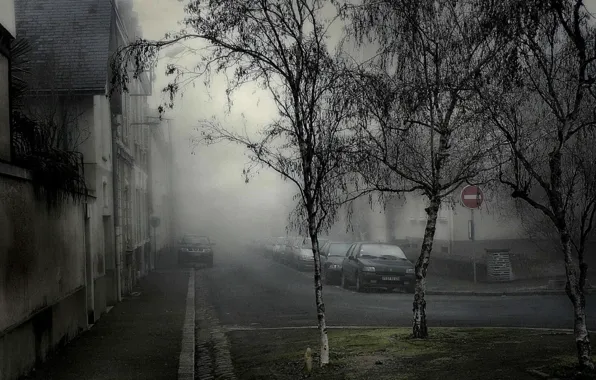 Деревья, машины, Туман